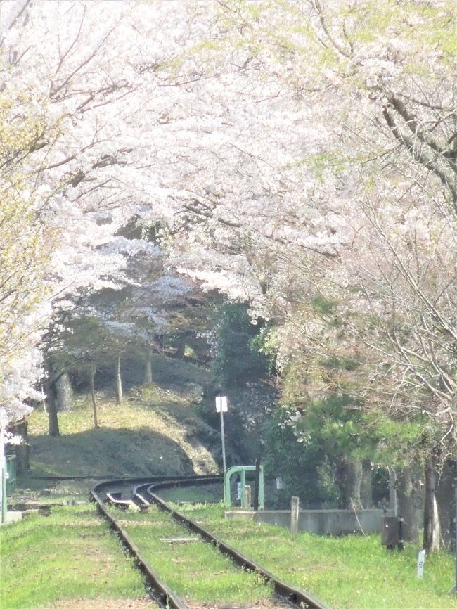 遅い桜がやっと満開かと思えば雨ばかり続いた<br />今年の京都の春。<br />本日、休みに天気が良く今回も京都をバイクで周ってきました。<br /><br />この桜のトンネルを列車が春を運んできますよ。