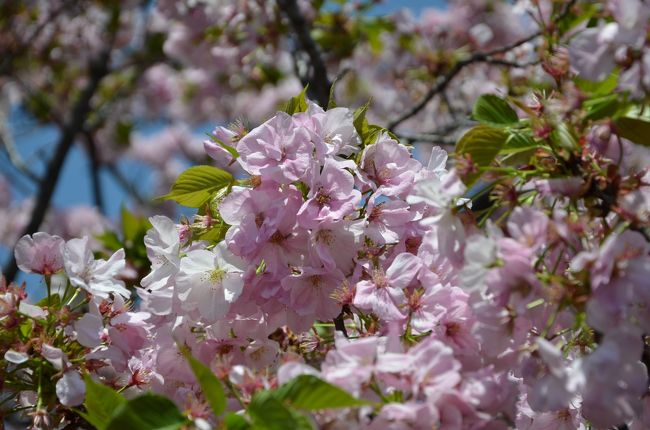 私事都合により投稿が遅れましたが、今年の桜を掲示します。<br />毎年行っています、大阪造幣局ですが、今年は開花が遅れて本来一般の開花より約一週間遅れて造幣局の通り抜けが開催されていましたが、一般の桜と同時期になりました。<br />＊造幣局は遅咲きの桜が主流ですので！<br />それと表題に記載しました様に、関西地方は丁度開花時期に雨もしくは曇天が続き中々機会に巡りませんでしたが、やっと快晴になりましたので、造幣局と夙川に行って来ました。<br />大阪造幣局<br />　平日の午前中にも関わらず大勢の花見客が、押し寄せてゆっくり桜を見ることが難しく中々良い写真が撮れませんでした。<br />　ここ数年外国人（特に中国系）が多くなり煩いほど賑わっており、それに合わせて屋台の出店数も増加していました。<br />　＊今年は一週間で約７０万人が通り抜けたそうです。（ピーク時は１２０万人だそうです。）<br />　肝心の桜ですが先程記載しました様に、時期が少し早いため全てが満開とは言えず蕾の状態もしくはそれ以前の状態が３割ほどありました。<br />　本来はライトアップされた夜桜が良いのですが、以前行きましたら物凄い人出で言葉通り後ろから押されて通り抜けるだけの状態で落ち着いて撮影する所では有りませんでしたので、ここ数年は昼間に行っています。<br />夙川<br />　造幣局にて桜を見た後、そのまま阪急電鉄にて夙川に行きました。<br />　夙川は自転車にて毎年訪れていますが、数年前より「ごみ」問題にて屋台の出店は禁止になり、集団での花見宴会も禁止になりましたので、ゆっくり花見鑑賞・撮影が出来ます。<br />　造幣局の各種桜による艶やかさとは異なり、落ち着いた白一面の景色に癒されます。<br /><br />　撮影した写真をゆっくり見ますと多少ピントがずれた写真が多々有り、もっとゆっくり落ち着いて撮影しないといけないと反省しています。<br />　＊どうも私の気質でしょうか次々と目移りしますので！