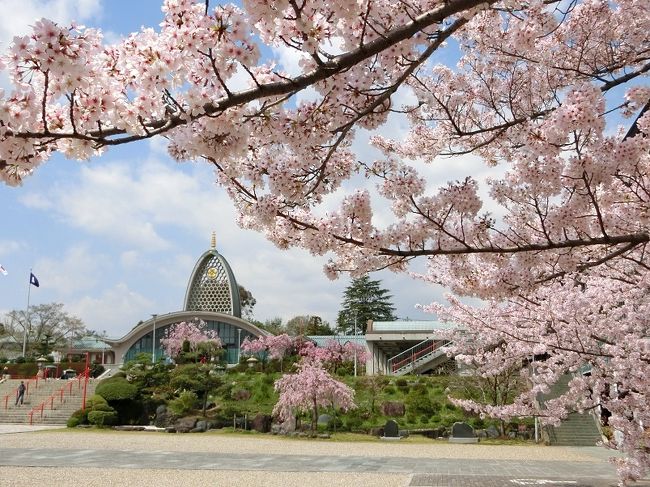 茨木・弁天さんは、茨木市民からは桜の名所として親しまれています。<br /><br />弁天さんの桜は大阪万博記念公園よりは数日遅れて咲きます。<br />毎年、「染井吉野桜」が満開の頃は、「枝垂れ桜」は３分から５分咲です。<br />「染井吉野桜」が散る頃、後を追いかけるように「枝垂れ桜」が咲いてきます。<br /><br />今年の桜の開花は例年より数日遅れでした。<br />やっと咲いたかと思えば、曇天、並びに、雨天が続いていました。<br /><br />今日の天気予報では、久し振りに晴れマークが付いていましたが・・・。<br /><br />”先日の雨と強風で、「染井吉野桜」はもう散りかけているだろう。しかし、「枝垂れ桜」は見頃ではないだろうか？”と淡い期待を持って、弁天さんに行って来ました。<br /><br />結果としては、染井吉野桜は花びらは散りかけてはいましたが十分楽しめる状態、枝垂れ桜はほぼ満開でした。<br /><br />やはり桜を見るのは、曇り空よりも青い空の下で見るのが最高ですね。<br /><br />素人がそれなりに写真を撮りましたので、よろしければ一見していただければ有難く思います。<br /><br /><br />