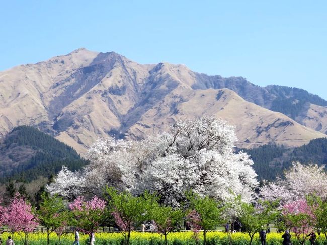 熊本県南阿蘇村にある、一心行の大桜です。<br />昨年の熊本地震でどうなっているのかとても気になっていたので、昨年に続き今年もやってきました。<br />去年の旅行記はこちら<br />http://4travel.jp/travelogue/11137609