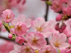 ご近所の桜　①　※錦町公園のコヒガンザクラ※