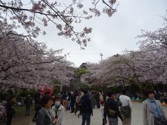 福岡　西公園の桜　満開の桜の木の下で　ゆっくりお花見を致しました～