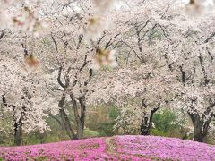 咲いた！咲いた！桜が咲いた(*ﾟ▽ﾟ*) 咲いた桜を追いかけてーその１　春雨にけむる芝桜と桜の競演です！群馬 館林市 東武トレジャーガーデン