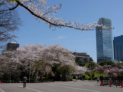 増上寺でこんなに美しい桜を見られるとは 下