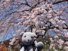 山口市阿東のしだれ桜ドライブ（船方農場付き）