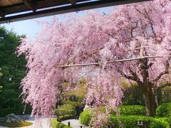 見納めの桜景色を見に京都『退蔵院』と『車折神社』へ・・・