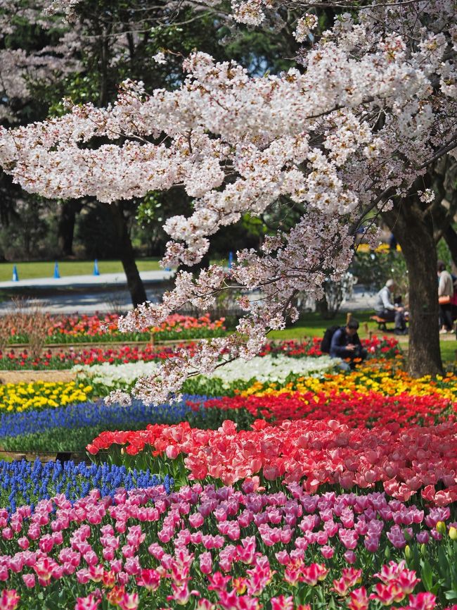 昭和記念公園ＨＰによると桜の見ごろは4月の13日頃まで、<br />チューリップの見頃のピークは15日～20日頃の見込みらしい。<br />ならば今日（14日）なら両方イケる？<br /><br />そのヨミ通り。夢のような春景色に出会えました♪<br /><br />■昭和記念公園公式ＨＰ<br />http://www.showakinen-koen.jp/