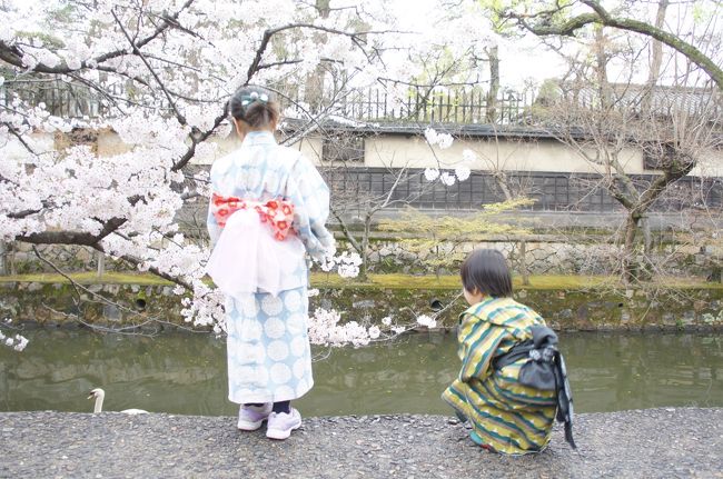 宿泊チケットが当選したので、桜の咲く倉敷に行ってきました。<br />