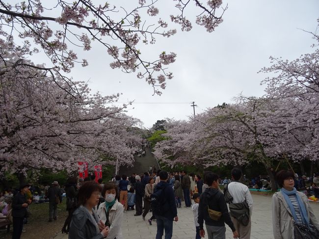 福岡県博多にある　西公園の桜が見頃と聞いてやってきました。<br />西公園には駐車場がないので<br />博多湾の近くに車を停めて　約1キロほど歩きました。<br /><br />春にはソメイヨシノ　オオシマザクラ　ヤマザクラ　シダレザクラなど<br />およそ１３００本もの桜が咲き誇る桜の名所として有名です。<br /><br />今回お弁当を持ってゆっくりお花見を楽しみました。