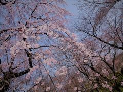 “ ２０１７　春まっ盛り！桜に魅せられて、やって来ました「オンブニダッコ」の外人さん親子との桜観賞　Ｐａｒｔ１”