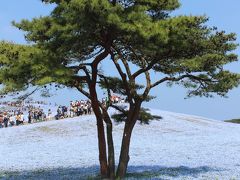 【2016年4月】初めていった「国営ひたち海浜公園」は色鮮やかな花の世界でした