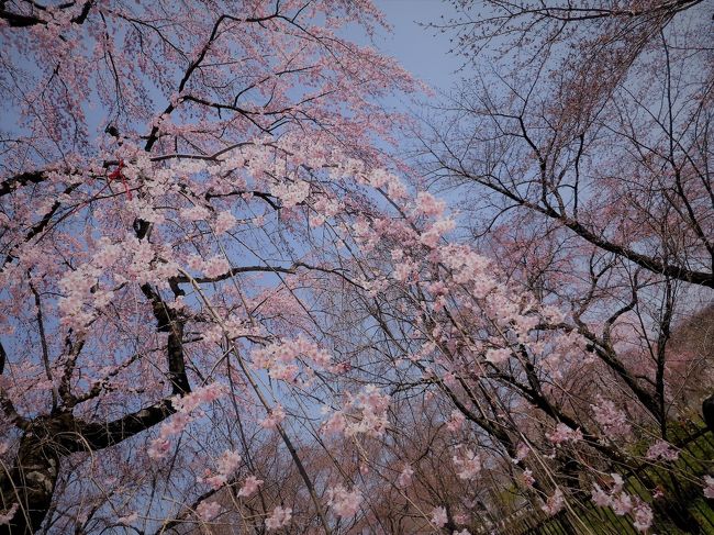 京都の「さくら」を見たいと年末に連絡があり、私メの右足骨折が完治しておらず<br />ハワイやロスではお世話になった友人の親子　知らぬ顔も出来ず。。。<br />「お出で下さい」と言ったばかりに、５日間のホテルの予約（最盛期で予約も困難）<br />２度3度ホテル予約を変更、行きたい桜観光地、レストラン等のプランが大変でした<br /><br />それ以上に不安だったのが　右足の事。　歩行は３０分が限度の情けないわが身！<br />1年ぶりに友人とホテルで嬉しい再会。。。<br />ホテル代だけは部屋毎支払いで了解してもらい、観光地巡りのタクシー代、<br />レストラン等の代金は　すべてこちら持ちの　いわゆる彼らにとっては<br />俗に言う「オンブニダッコ」の観光<br />。。。こうゆう旅のスタイルは良いですよﾈ。。。<br /><br />軽～いハプニングもあったりしたが、こういうことは旅の思い出として親子の<br />心に残った事だろう（苦笑）<br />とは言うものの、３０年来の「日米友好関係は強固」です<br /><br />〇　行動予定<br />　４／３（月）　ホテルＣｋ－ｉｎ　　　  ホテル京阪京都グランデＸ２泊<br />　　  ４（火）　妙心寺退蔵院～仁和寺蓮華寺～龍安寺～金閣寺<br />　    ５（水）　醍醐寺　　　　　　　　　リーガロイヤルホテル京都<br />    　６（木）　東寺～二条城　　　　  　アルモントホテル京都<br />            ７（金）  伏見稲荷大社<br />                                                                                　　　　<br />