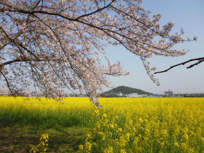 藤原宮跡の菜の花と桜といちご狩り 橿原 奈良県 の旅行記 ブログ By Osokumaさん フォートラベル 藤原宮跡の菜の花と桜といちご狩り 橿原 奈良県 の旅行記 ブログ By Osokumaさん フォートラベル