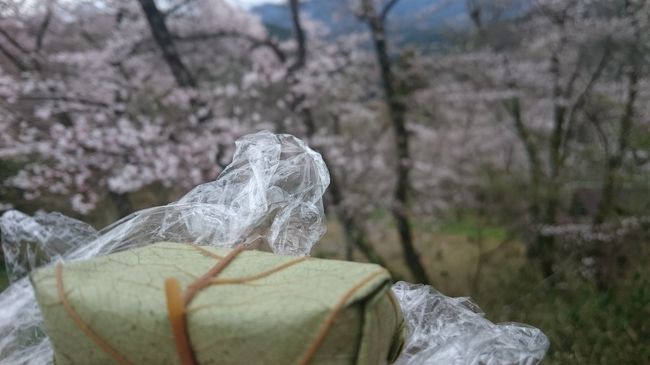 奈良県 吉野山へお花見に行きました。今年の桜は１週間遅れなので、ﾋﾟﾝｸの大ﾊﾟﾉﾗﾏは拝めなかったけれど、吉野山の参道には柿の葉寿司の名店がたくさん。歩いていて、お酢のいい香りがぷんぷんしていました。吉野葛も美味しかったな。花より団子ってこと？！夜は 京都の東寺で雨の夜桜見物をしました。