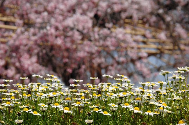 毎年恒例の桜風情がどうなるか心配していましたが、昨日の背割堤桜並木に続き、八幡市駅前の枝垂れ桜も、青空の下で満開になっている場面を見る事が出来ました♪<br /><br />今年の異常気象による開花遅れの影響で、堤の桜まつり開催時期が前倒しになってずれちゃいましたが、地元民には関係なく、訪問者が少なくなってから出掛けられるので良かったです。