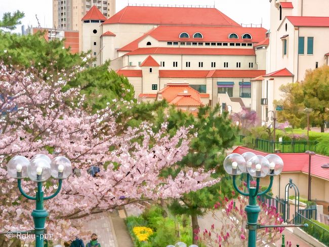 <br />　宝塚　花のみち　毎年　楽しみにしてる　桜が　咲いています！！<br /><br />　宝塚大劇場と　さくら　コラボが　美しいです。<br /><br />　今日は　ワンコと　お散歩です。<br /><br />　花のみちは　代表する　スミレ　チューリップ　<br /><br />　いろいろな　お花に　囲まれ　華やかです～<br /><br />　いつも　美しい　花で　彩られて　綺麗にされているので<br /><br />　観光客の方も　写真を　撮られている方が　おおいですね。<br /><br />　音楽学校の　生徒さん　いつも　感心させられるのですが<br /><br />　礼儀正しく　グレーの制服で　姿勢が良くて　美しいです！！