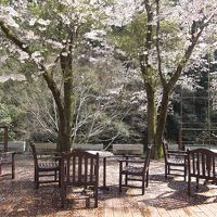 お湯が来る町～桜を追いかけて、温泉でもほっこりしました～広島市佐伯区