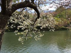 県立三ッ池公園、ソメイヨシノは桜吹雪。天気も良くて最高でした！