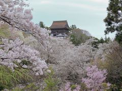 “桜花爛漫”　吉野山の一目千本と本郷の瀧桜を楽しみに！