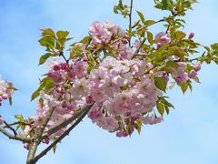 花の高尾　多摩森林科学園・サクラ保存林