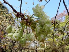 うこん桜の代々木公園