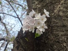 京都の淀、桜巡り。