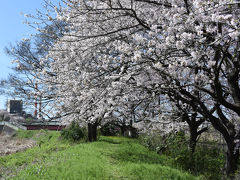 自転車でGO！ 2017.04.12 =お花見ウォークのコースを走りました=