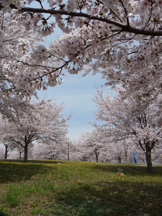 太田市の八王子公園といえば芝桜とポピーで知られており、４月６日から５月７日まで「おおた芝桜・ポピーまつり」が開催されています。<br /><br />しかし、今年(2017)は全体的に開花が遅れているとのことで、サクラはまだ見頃が続いており、芝桜やポピーはやっと咲き始めたところです。