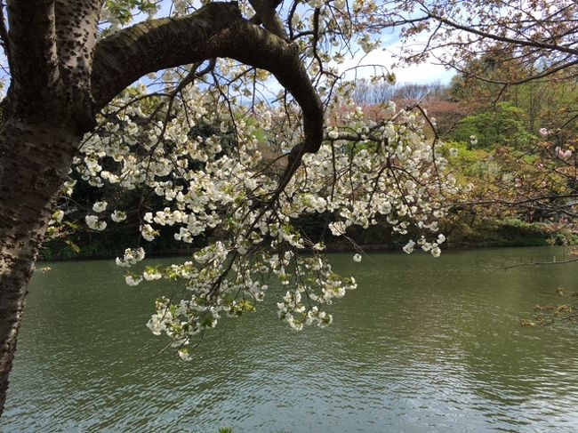 例年ですと、３月末～４月頭頃は海外に旅行してるので、国内で桜の見頃を逃すことが多かったのですが、今年は○るみくらぶの影響で予定されていたベトナム・ダナン旅行に行けず、国内で桜を楽しんでおります。<br /><br />横浜の大岡川、新宿御苑、高知と見てきて、いよいよソメイヨシノは散り始め葉桜になりかけた４月１５日（土）に「神奈川県立三ッ池公園」に出かけてみました。<br /><br />正にソメイヨシノは桜吹雪。<br />天気も良くて最高の一日でした！