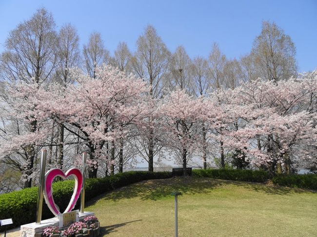 ぽかぽか陽気に誘われて草津市立水生植物園みずの森に行って来ました<br /><br />桜はちょうど満開で春の花も咲き誇り園内は春爛漫♪<br /><br />やっと春が来たと実感出来たぁ～(≧▽≦)<br />