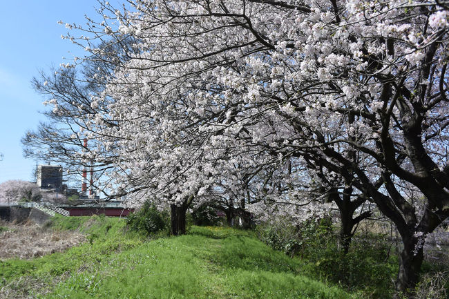 03月18日に、“岳南電車に乗ってサクラ並木を楽しもう！　田宿(たじゅく)川・滝川・沼川「お花見ウォーク」４／２(日)”と言うチラシを見て、当日参加できるかどうかわからないし、腰痛の持病があるから急に痛くなることもある。それよりも桜の開花が遅れるようなことも聞くので、とりあえずどのようなコースなのかを下見をしました。<br />この下見の時は、実際に歩きましたが、桜が咲いた今回は自転車でそのコースの一部を走って来ました。<br />実は、イベントが行われた直後の04日にも今回のブログとほぼ同様のコースを自転車で走りましたが桜は開花が始まったくらいでしたのでブログとしてはアップしません。<br /><br />※位置情報一部不明確な場所があります。予めご了承下さい。<br /><br />・お花見ウォークの下見? 2017.03.18<br />http://4travel.jp/travelogue/11230439