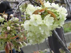 お花見♪からの～立ち飲み♪♪