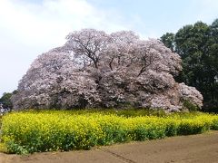 吉高の大桜　2017