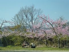 桃と桜のお花見ドライブ　笛吹川フルーツ公園と武田神社