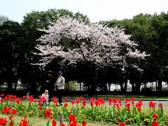 別府公園の桜2017