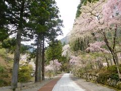 相模・甲斐２０１７桜　【２】身延山久遠寺