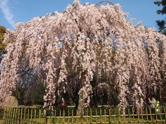 青春１８きっぷの旅　２０１７年春　桜を求めて京都へ　〈４〉　～鴨川・本能寺・京都御苑～