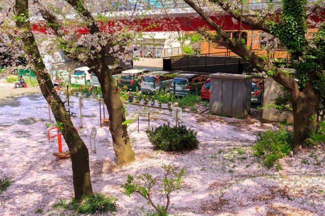 毎年恒例の春のご近所桜散歩。<br />今年は週末の天気と桜の見頃時期がうまく重ならず・・・<br />でも、今日まで桜がまだ見れる感じなので、取り敢えず今年も行ってみることにしました。<br /><br />宜しければご覧ください。