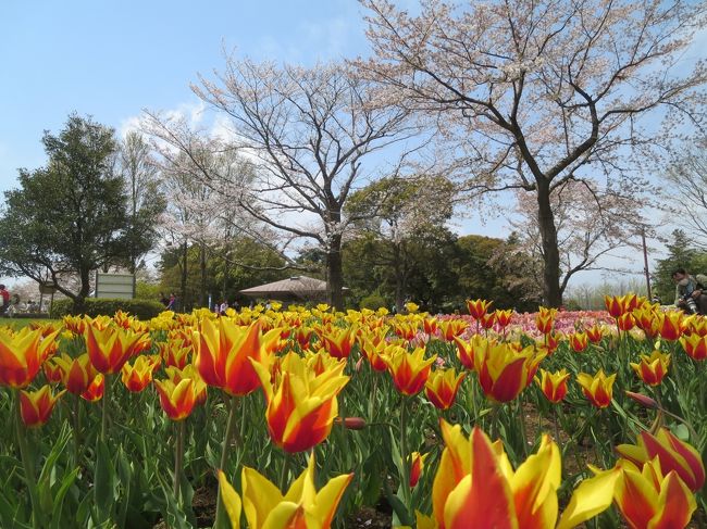 週末散歩　国営昭和記念公園　桜・菜の花・チューリップ豪華競演