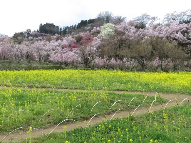 東京発の花見バスツアーに参加し、福島県の桜名所を見て歩いた。４月１１日の初日は冷たい雨のふる一日で、桜は蕾だけの状態だった。昨年より寒い気候だからだ。２日目は天気がよくなり、星野ﾘｿﾞｰﾄ磐梯山温泉ホテルを出発して、最初に立ち寄ったのが二本松城跡（霞ｹ城公園）では僅かだが、桜の花が見えた。<br /><br />続けて行った二本松の「合戦場のしだれ桜」では、まったく花は見えなかった。ところがバスは北上して福島市に行き、「花見山」に到着すると周囲は花ばかりという状態になった！これは驚き！<br /><br />最後に、南下して郡山の東方向にある「三春滝桜」を訪問したが、やはり、立派な巨木とはいえ、花はまだまったく咲いていなかった。二日間、バスで福島県内を移動したが、地理的状況が大きく開花時期に影響を与えていることがよくわかった。<br /><br />一枚目は「花見山」（福島市）<br /><br /><br /><br />