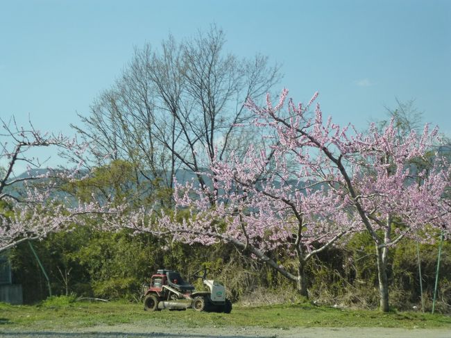3月末のお花見ドライブは時期が外れて残念な結果に。今回はリベンジを兼ね桃の花を見ようと、石和温泉1泊ドライブです。桃だけでなく満開の桜も楽しめました。