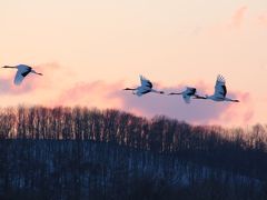 JALの「どこかにマイル」で丹頂鶴を見に鶴居村へ♪