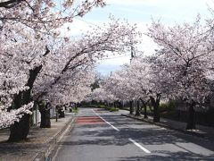 ＜埼玉・秩父満開の桜巡り・2＞さくら名所100選・町全体が桜色！「満開2.5キロの桜トンネル」