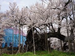 2017.4 満開の桜を訪ねて～山高神代桜とシャトレーゼ白州工場見学