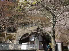 さくら満開の保津峡から湯の花温泉