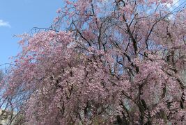 2017春、天白川の桜と草花(5/5)：染井吉野、紅八重枝垂れ桜、連翹、黄梅、金盞花