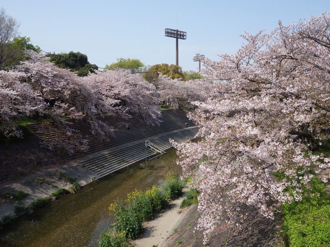 毎年来ている山崎川のお花見。今年は，いつも行く市立薬学部周辺では泣く，より下流，瑞穂グランド周辺をお散歩しました。そして，瑞穂図書館（新装なってとてもすごしやすい図書館です）でひとやすみ。とても良い一日でした。