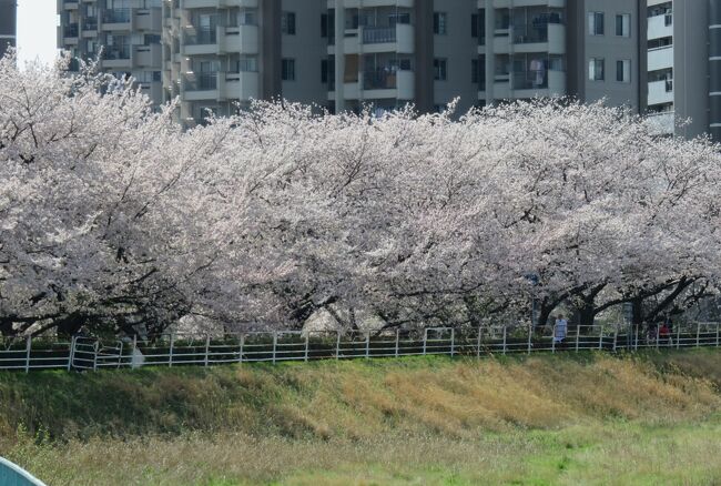 2017春、天白川の桜と草花(3/5)：染井吉野、雪柳、連翹、ムスカリ、紅花常盤満作、射干