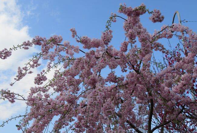 天白川河畔の桜と草花の紹介です。天白川(てんぱくがわ)は、愛知県日進市から名古屋市を流れ、伊勢湾に注ぐ二級河川です。その河川延長は、22.7キロとされます。旧名称は米野木川、天白川の名前は明治時代になってからの命名です。