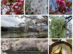 春だ！桜だ！竹の子だ！（西玉水＆錦水亭＆姫路城＆天ぷらまきの＆造幣局の通り抜け＆NAOTO）